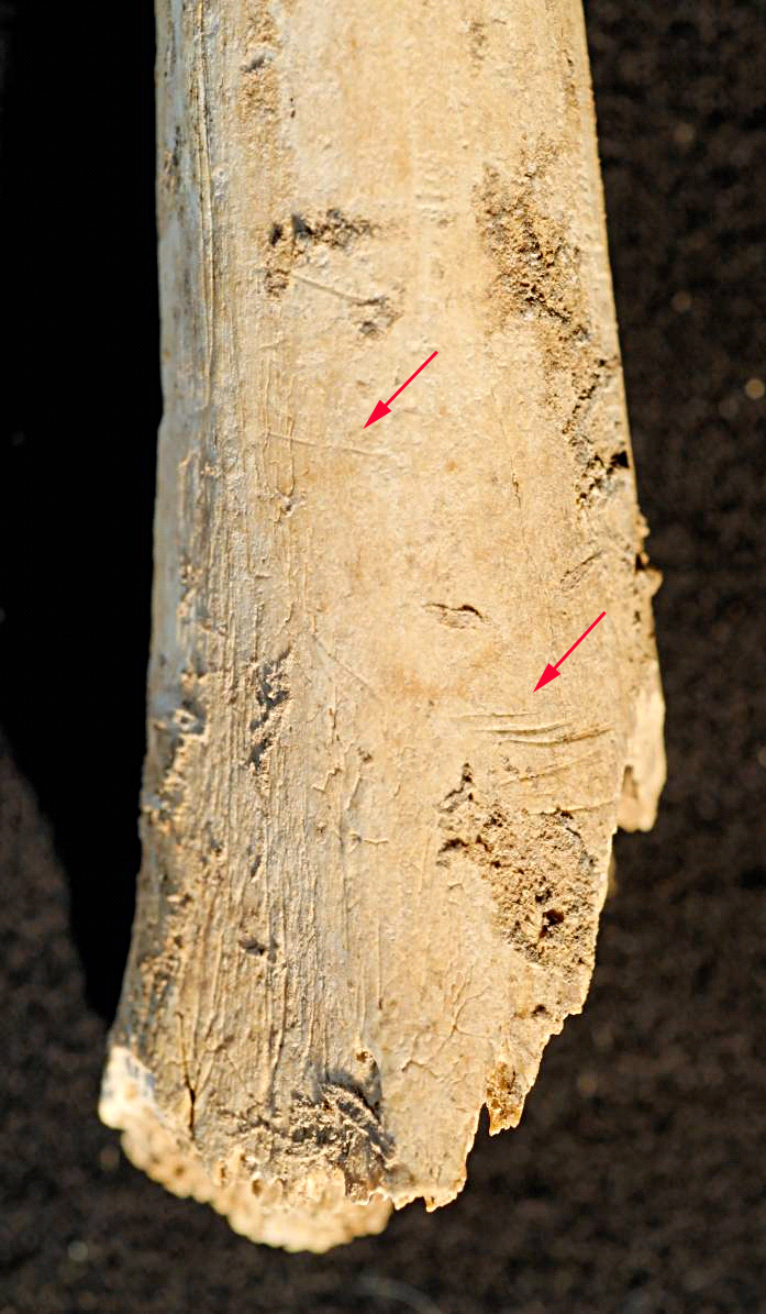 Schnittspuren an einem Langknochen