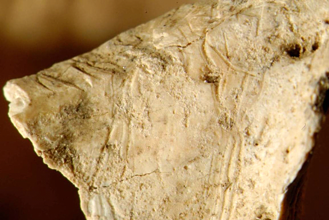 Feine Schabespuren an einem Knochen aus Komplex 9