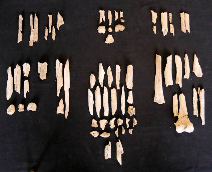 Auswahlan Fragmenten zerschlagener Langknochen